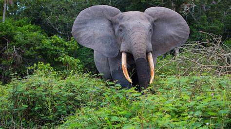 Image D'UN ELEPHANT DANS LE PARC D'ODZALA