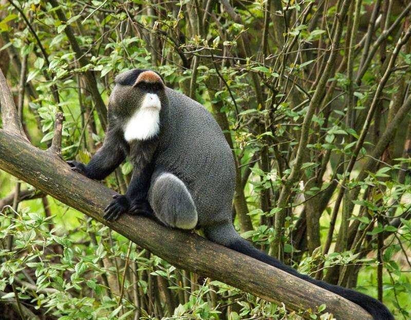  Image singe du Congo-Brazzaville